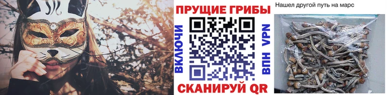 Псилоцибиновые грибы Psilocybine cubensis Высоцк
